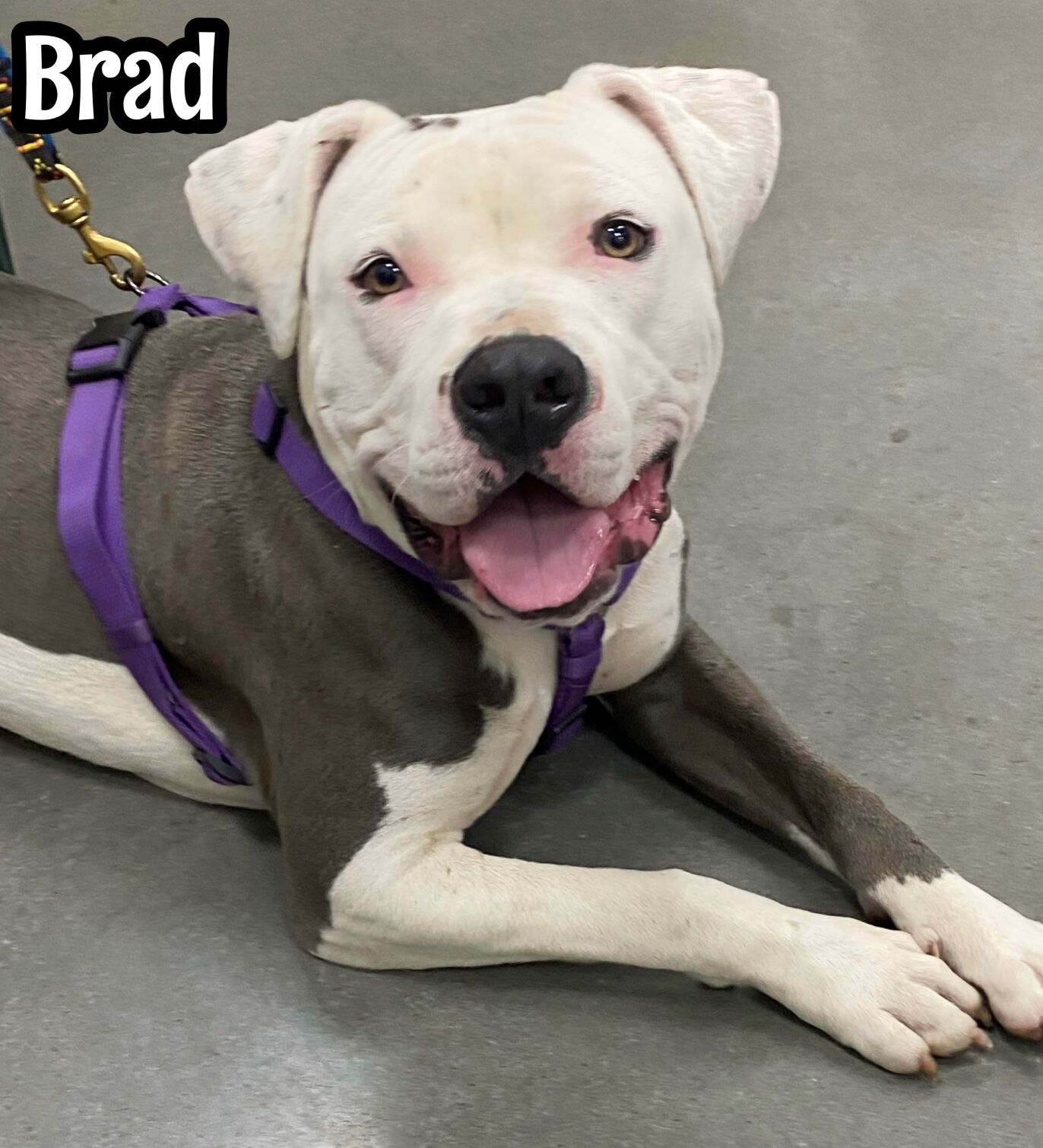 Brad
